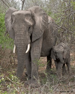 ELEPHANT, AFRICAN ( COW AND CALF) Kruger - South Africa IMG_7256