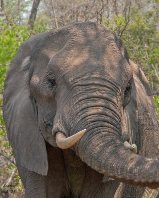 ELEPHANT, AFRICAN Kruger - South Africa  IMG_7227 