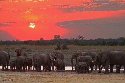 WATERHOLE AT SUNSET Elephants  Hwange - Zimbabwe  IMG_0338 