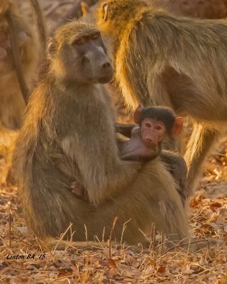 BABOON, FEMALE CHACMA AND BABY IMG_9749-D 