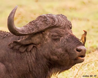 CAPE BUFFALO and RED-BILLED OXPECKER   IMG_2941