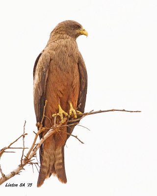 KITE, YELLOW-BILLED Chobe - Botswana SA IMG_2112