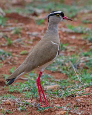 LAPWING, AFRICAN CROWNED  Kruger - South Africa 