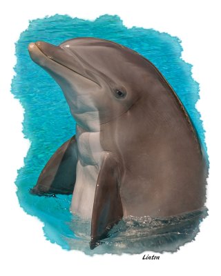  BOTTLE-NOSE DOLPHINS