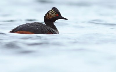 Geoorde Fuut / Black-necked Grebe