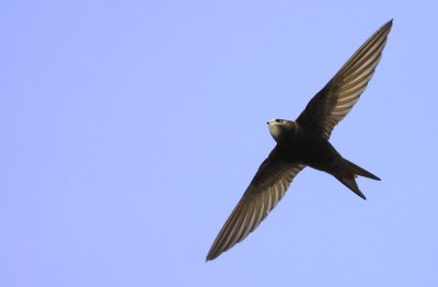 Gierzwaluw / Common Swift