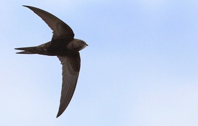 Gierzwaluw / Common Swift