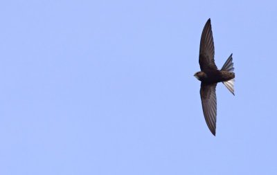 Gierzwaluw / Common Swift