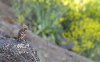 Atlasbergvink / Atlas Crimson-winged Finch