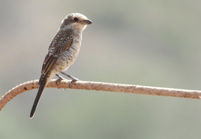 Roodkopklauwier / Woodchat Shrike