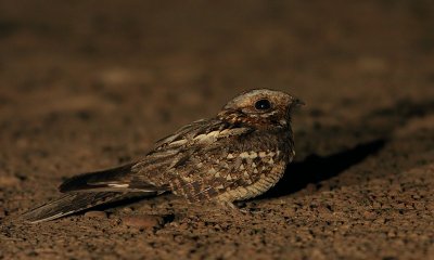 Moorse Nachtzwaluw / Red-necked Nightjar