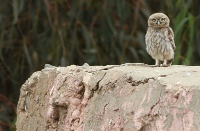 Steenuil / Little Owl
