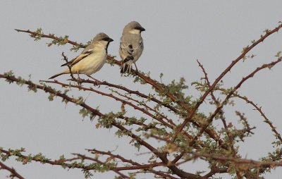 Woestijnmus / Desert Sparrow