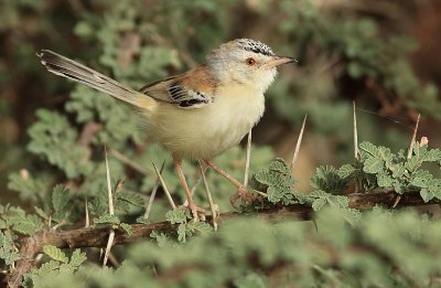 Krekelprinia / Cricket Warbler