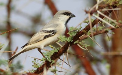 Woestijnmus / Desert Sparrow