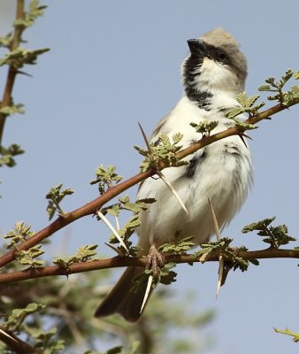 Woestijnmus / Desert Sparrow