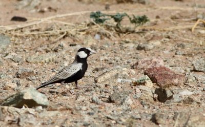 Zwartkruinvinkleeuwerik / Black-crowned Finch Lark