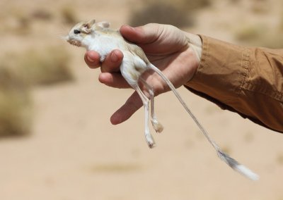 Woestijnspringmuis / Lesser Egyptian Jerboa