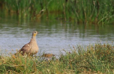 Kroonzandhoen / Crowned Sandgrouse