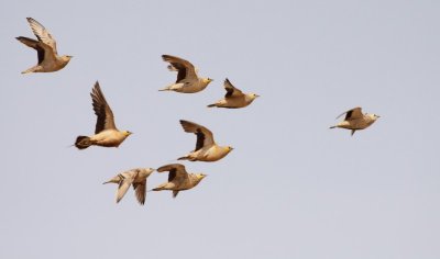 Sahelzandhoen / Spotted Sandgrouse