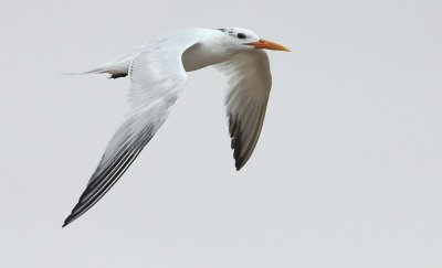 Koningsstern / Royal Tern