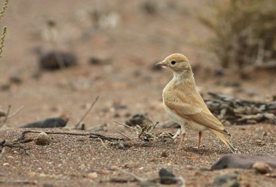 Rosse Woestijnleeuwerik / Bar-tailed Lark
