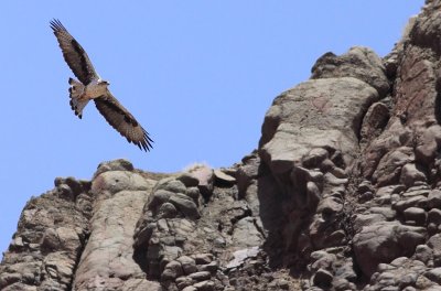Havikarend / Bonelli's Eagle