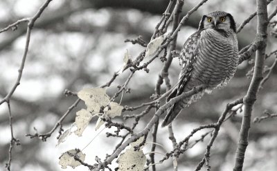 Sperweruil / Hawk Owl