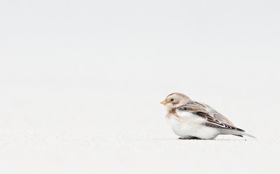 Sneeuwgors / Snow Bunting