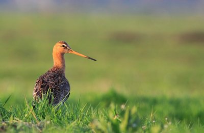 Grutto / Black-tailed Godwit