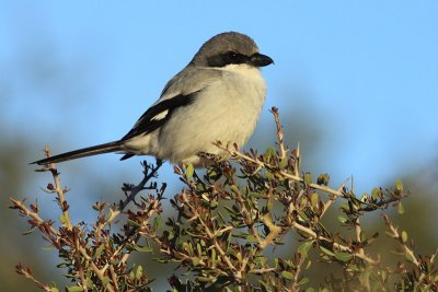 Klapekster / Great Grey Shrike