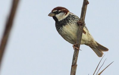 Spaanse Mus / Spanish Sparrow