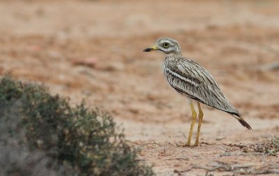 Griel / Stone Curlew