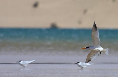 Koningsstern / Royal Tern