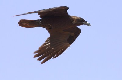Bruinnekraaf / Brown-necked Raven
