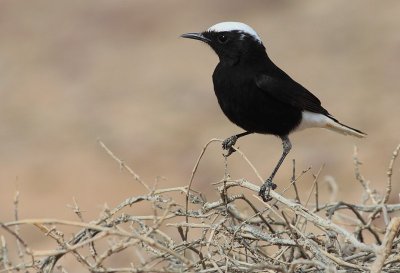 Witkruintapuit / White-crowned Black Wheatear