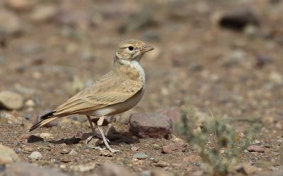 Rosse Woestijnleeuwerik / Bar-tailed Lark 