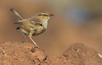 Maquiszanger / Streaked Scrub-warbler