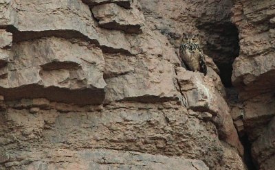Woestijnoehoe / Pharao Eagle Owl