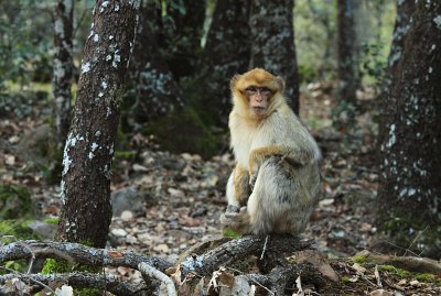 Berberaap / Berber Monkey