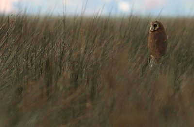 Afrikaanse Velduil / African Marsh Owl