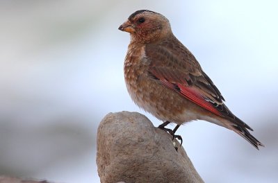 Afrikaanse Bergvink / Crimson-winged Finch