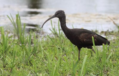 Zwarte Ibis / Glossy Ibis