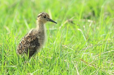 Kemphaan / Ruff