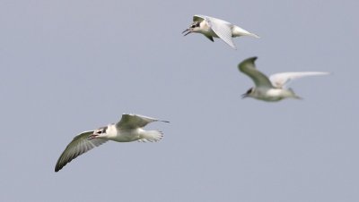 Witwangstern / Whiskered Tern