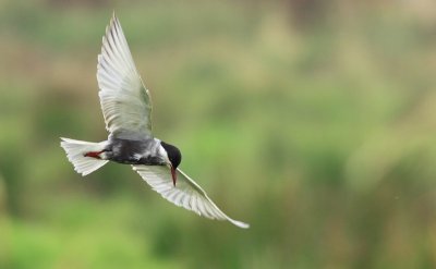 Witwangstern / Whiskered Tern