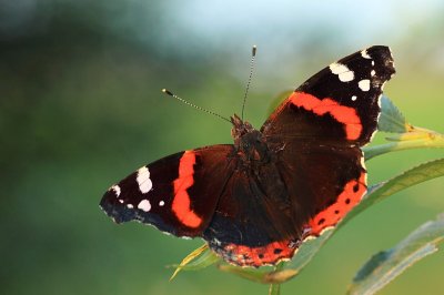 Butterflies & Dragonflies