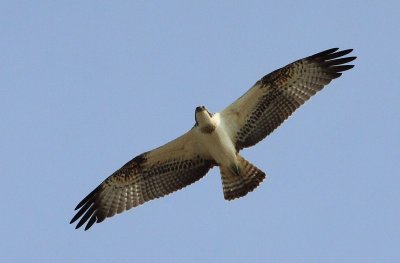 Visarend / Osprey