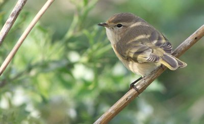 Tjiftjaf / Chiffchaff