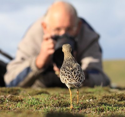 Blonde Ruiter / Buff-breasted Sandpiper